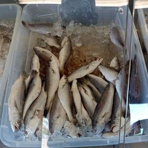 Meet your Posher, Derrick